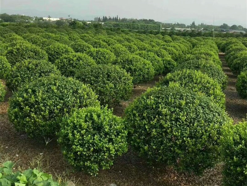 树球基地